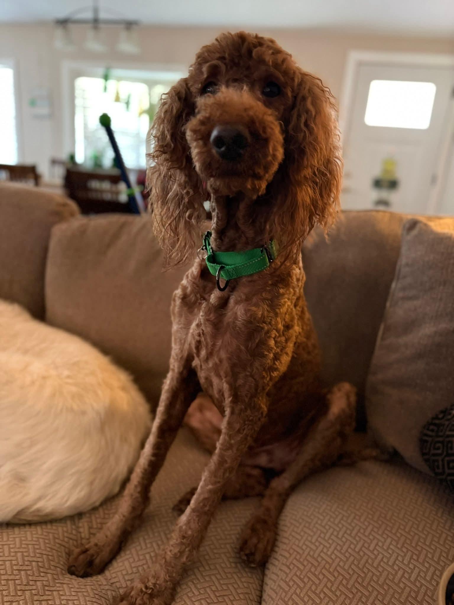 Enlarge ANIMAL   $275, a ADOPTABLE mixed breed in Milwaukee, WI image 5/5