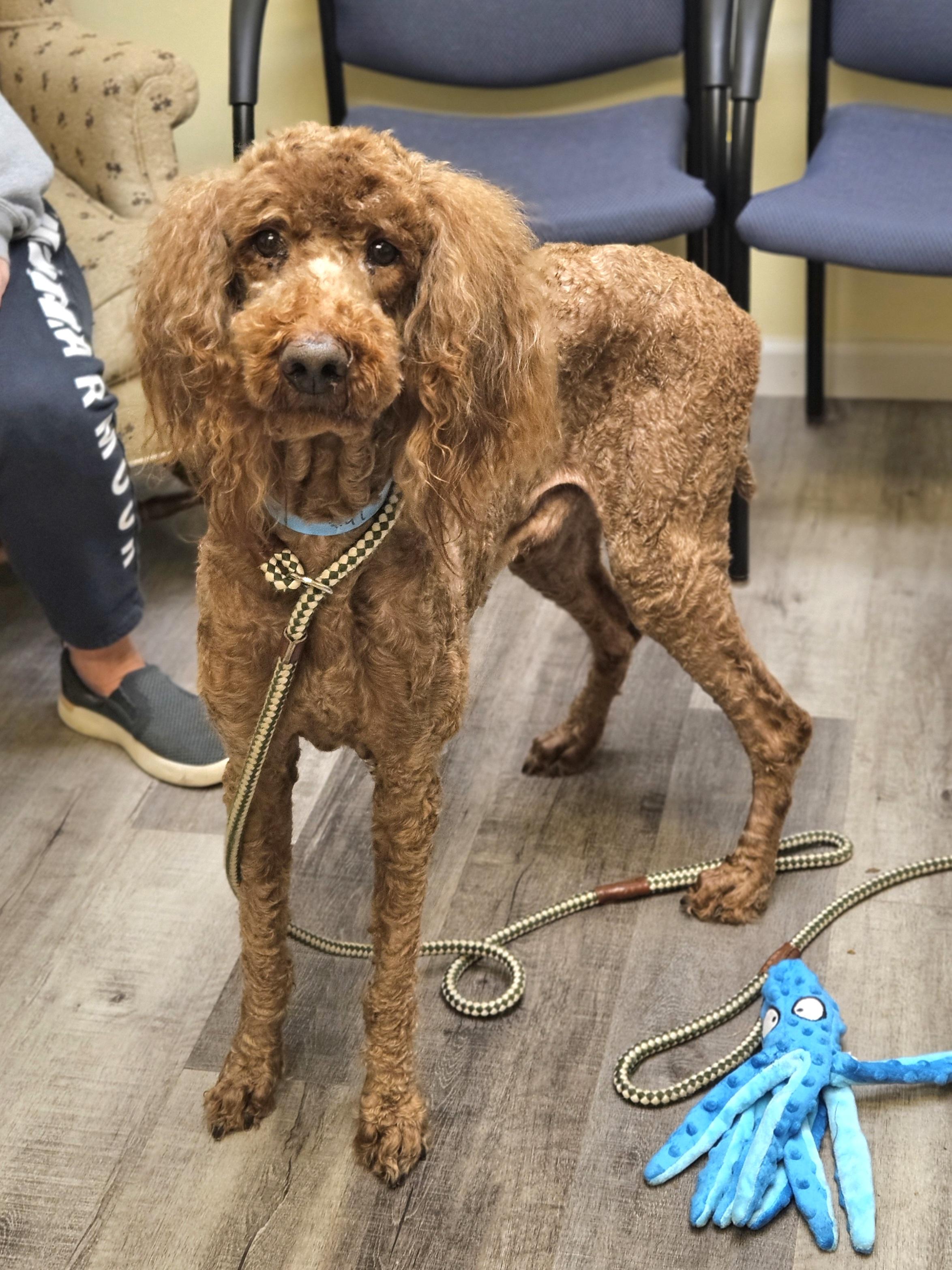 Enlarge ANIMAL   $275, a ADOPTABLE mixed breed in Milwaukee, WI image 3/5