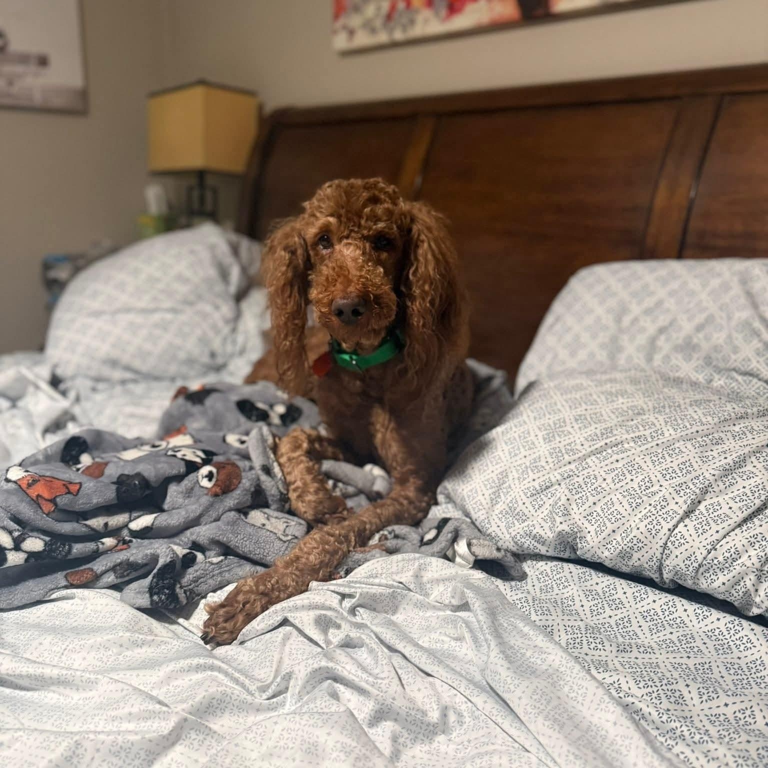 ANIMAL   $275, ADOPTABLE, Senior Male Poodle.