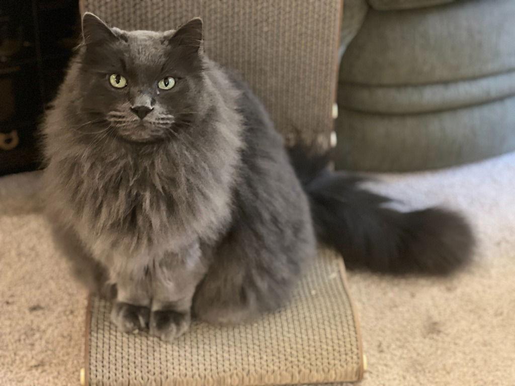 Fili, Adoptable, Adult Male Domestic Long Hair & Domestic Long Hair.