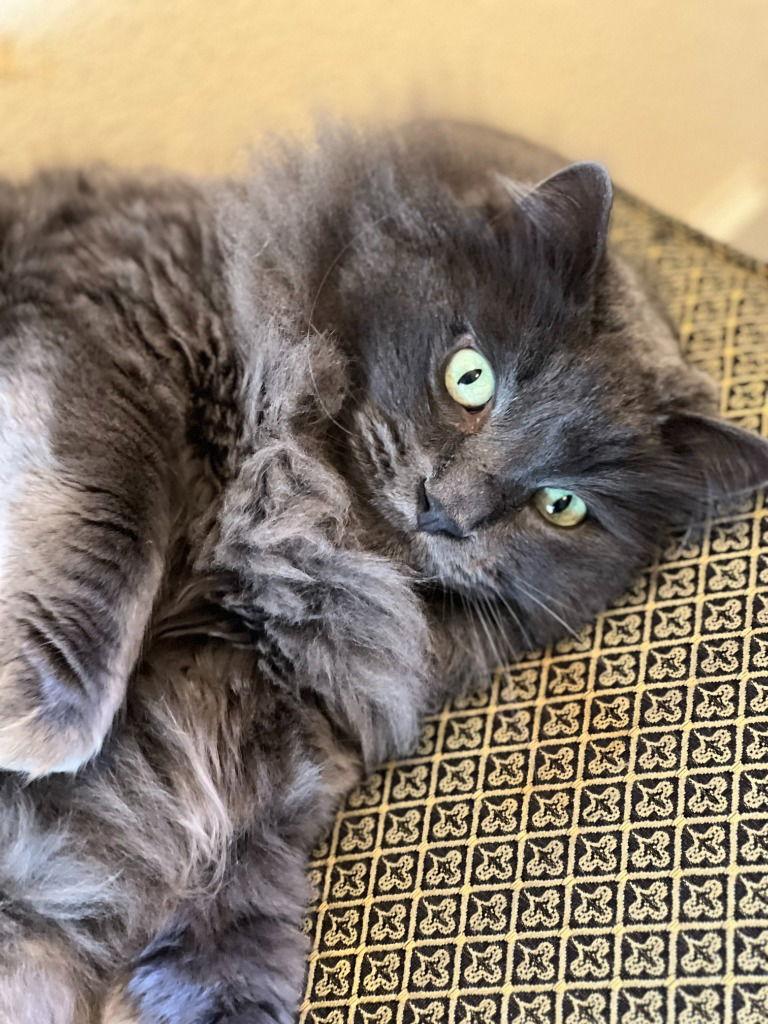 Enlarge Fili, a Adoptable mixed breed in Battle Ground, WA image 2/2