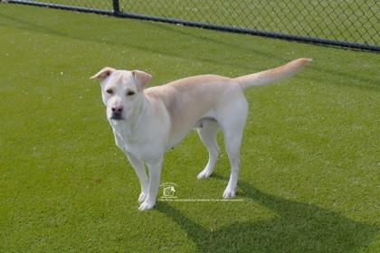 ANNABELLE, Adoptable, Adult Female Mixed Breed & Mixed Breed.