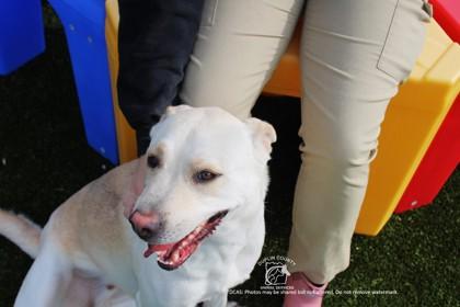 Enlarge ANNABELLE, a Adoptable mixed breed in Kenansville, NC image 2/3