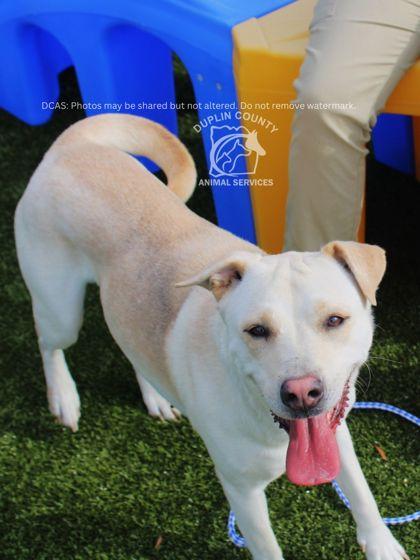Enlarge ANNABELLE, a Adoptable mixed breed in Kenansville, NC image 3/3