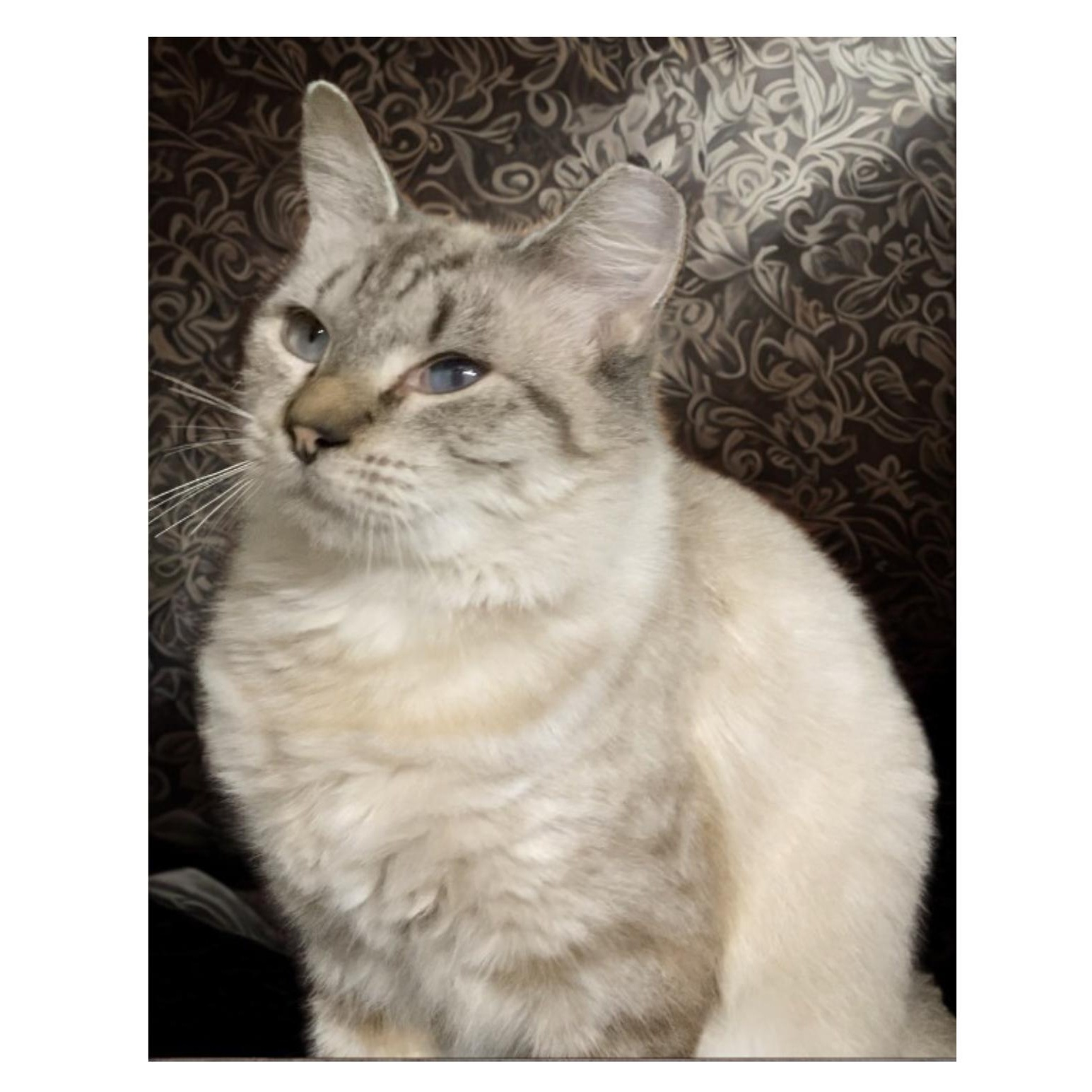 Enlarge ELOWYN, a Adoptable Siamese in Charlotte, NC image 2/6