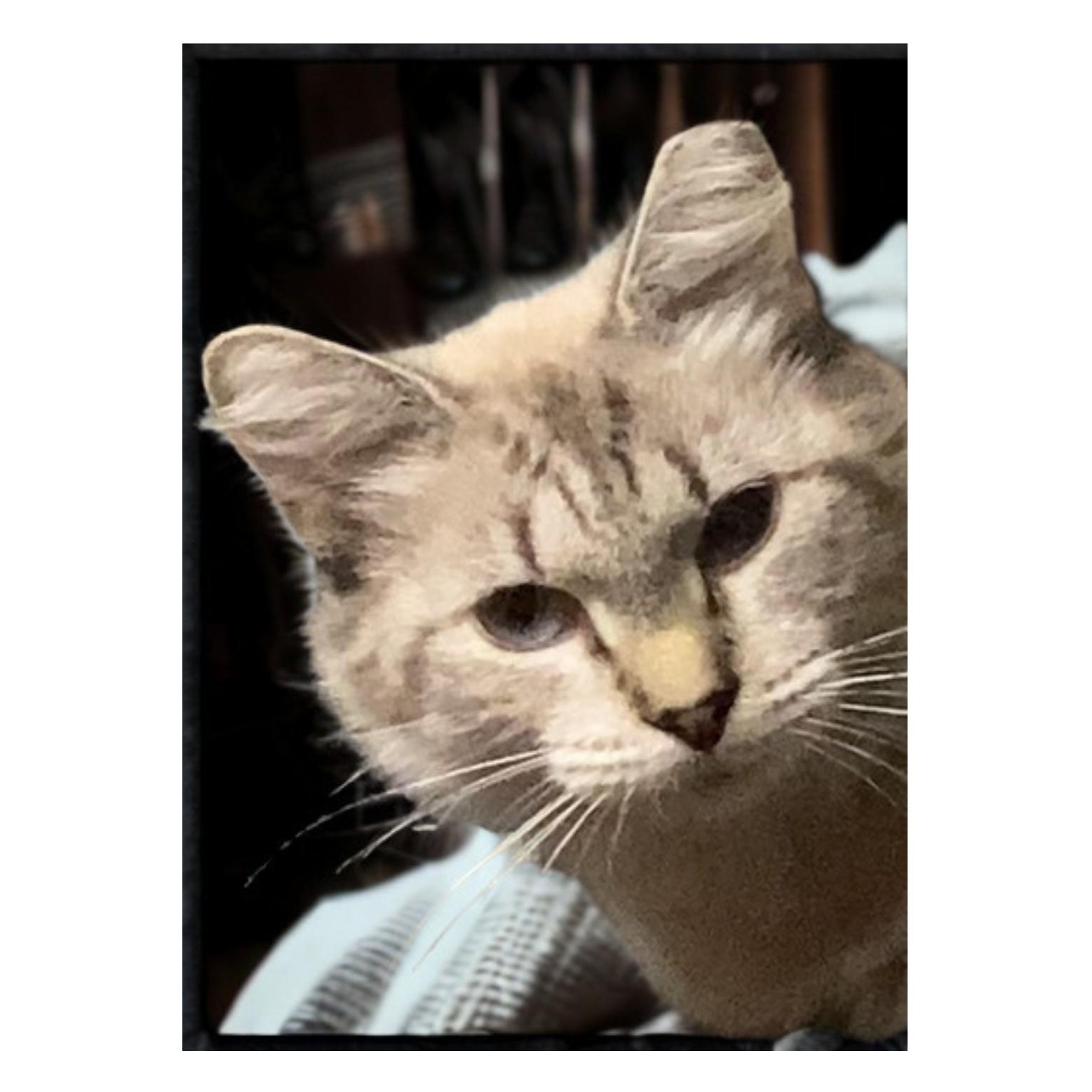 Enlarge ELOWYN, a Adoptable Siamese in Charlotte, NC image 1/6
