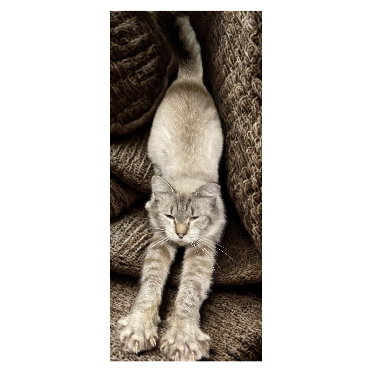 Enlarge ELOWYN, a Adoptable Siamese in Charlotte, NC image 6/6