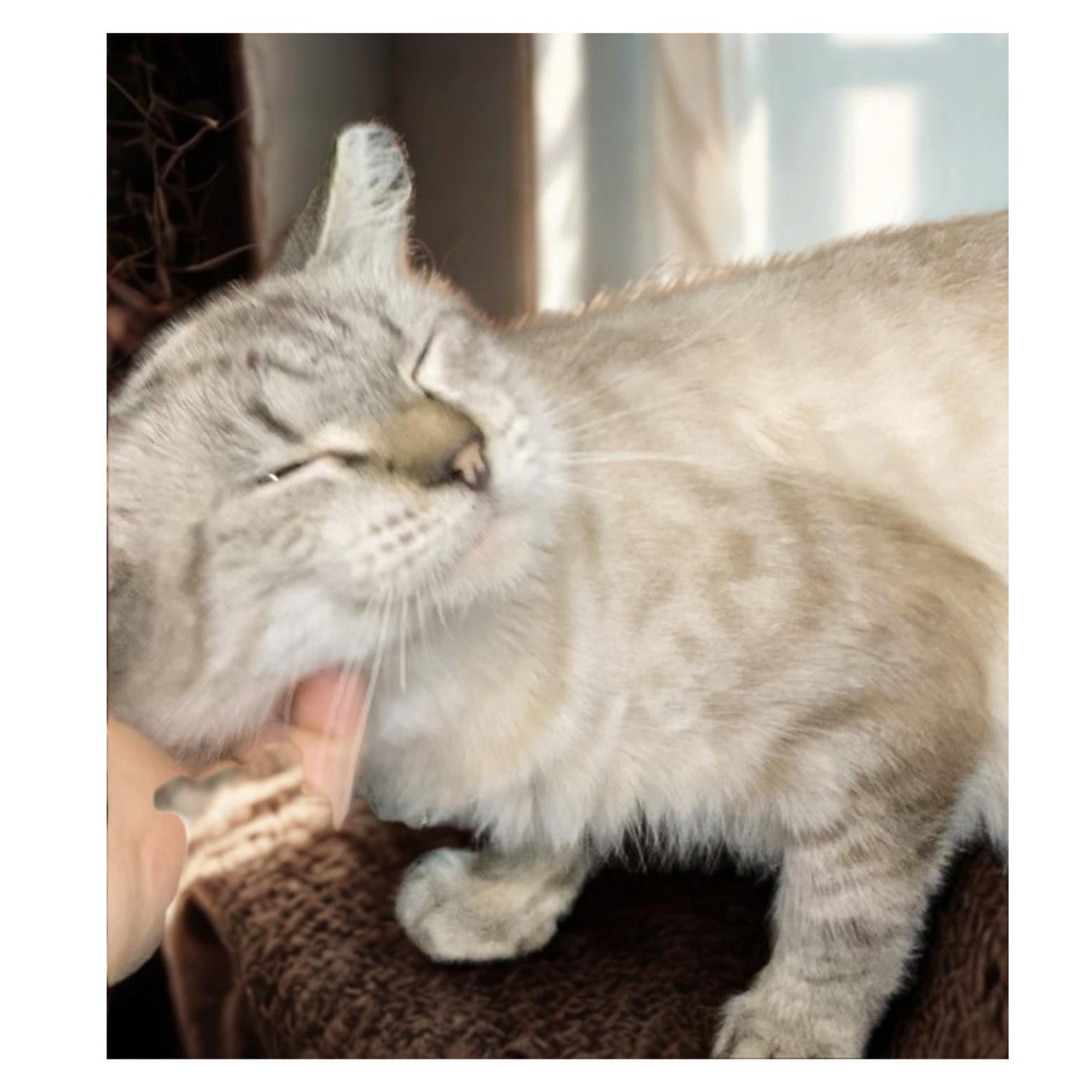 Enlarge ELOWYN, a Adoptable Siamese in Charlotte, NC image 3/6