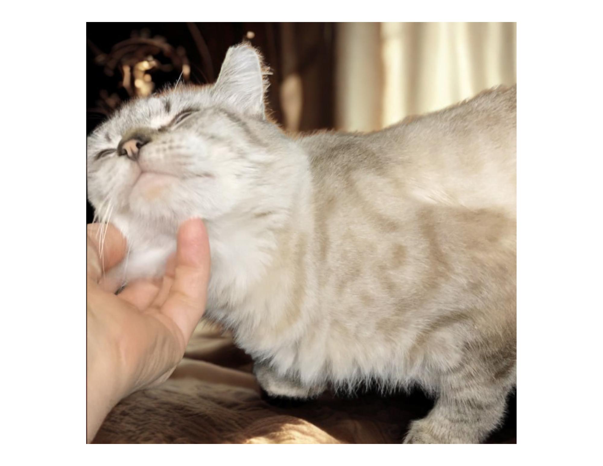 Enlarge ELOWYN, a Adoptable Siamese in Charlotte, NC image 5/6