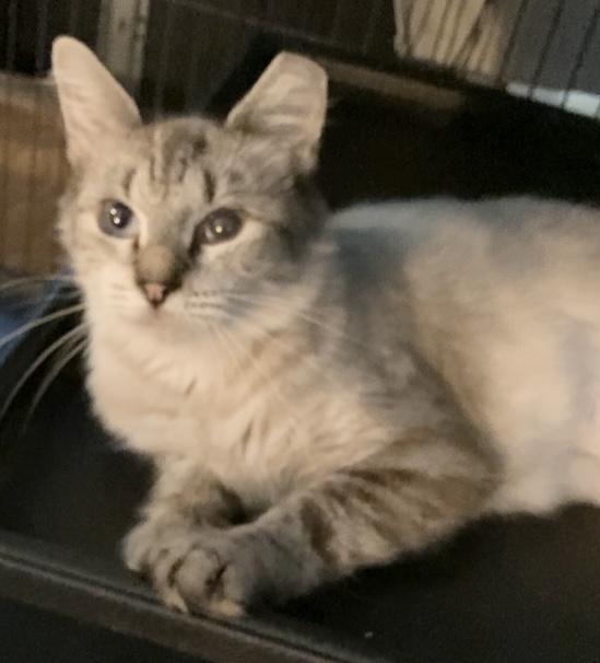 Enlarge ELOWYN, a Adoptable Siamese in Charlotte, NC image 4/6