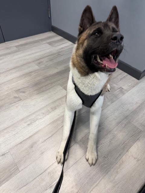 Enlarge Ronin, an adopted Akita in Chicago, IL image 3/5