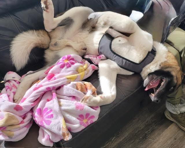 Enlarge Ronin, an adopted Akita in Chicago, IL image 2/5