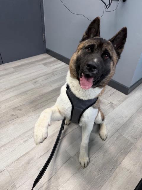 Ronin, ADOPTABLE, Young Male Akita.