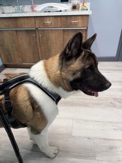 Enlarge Ronin, an adopted Akita in Chicago, IL image 4/5
