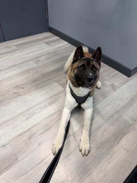 Enlarge Ronin, an adopted Akita in Chicago, IL image 5/5