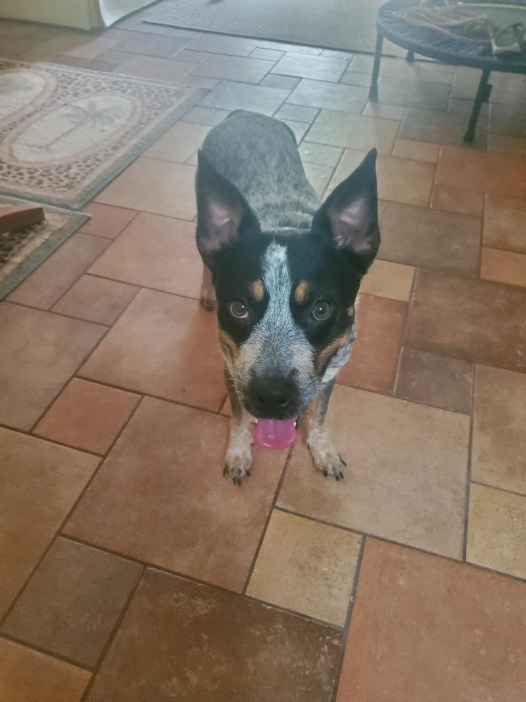 Enlarge Nellie, a Adoptable Australian Cattle Dog / Blue Heeler in Bradenton, FL image 1/6