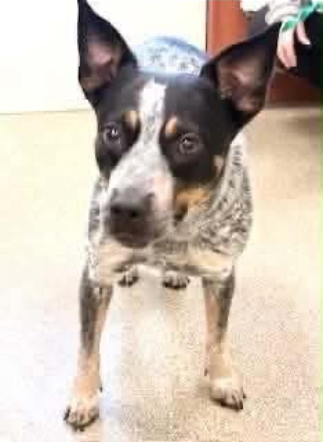 Enlarge Nellie, a Adoptable Australian Cattle Dog / Blue Heeler in Bradenton, FL image 2/6