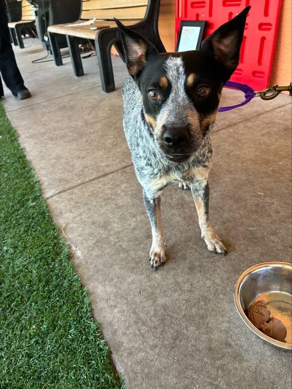 Enlarge Nellie, a Adoptable Australian Cattle Dog / Blue Heeler in Bradenton, FL image 3/6