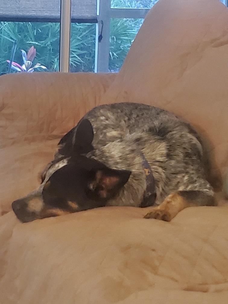 Enlarge Nellie, a Adoptable Australian Cattle Dog / Blue Heeler in Bradenton, FL image 4/6