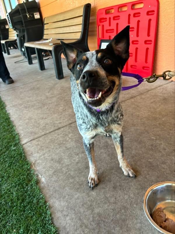 Enlarge Nellie, a Adoptable Australian Cattle Dog / Blue Heeler in Bradenton, FL image 5/6