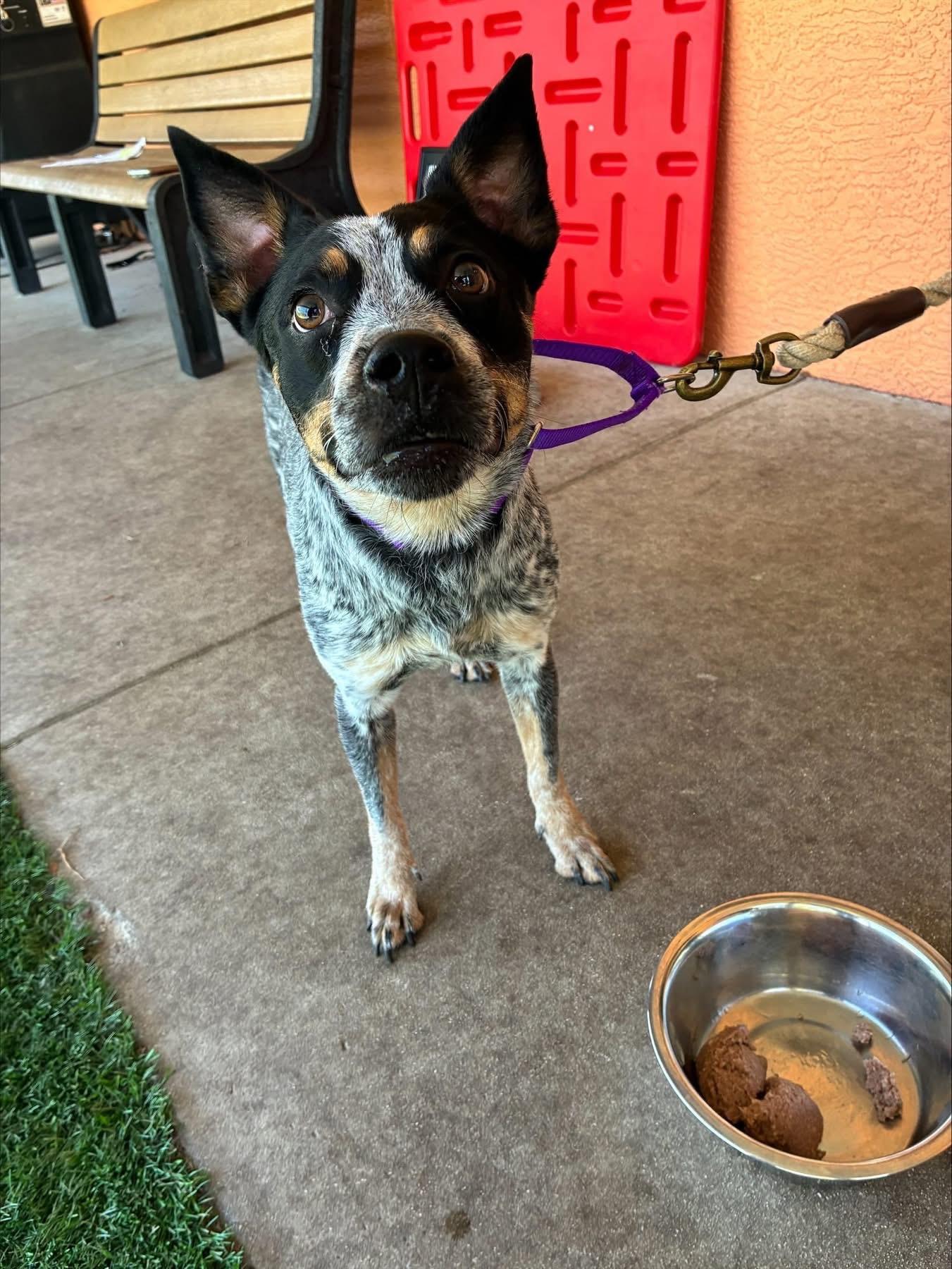 Enlarge Nellie, a Adoptable Australian Cattle Dog / Blue Heeler in Bradenton, FL image 6/6