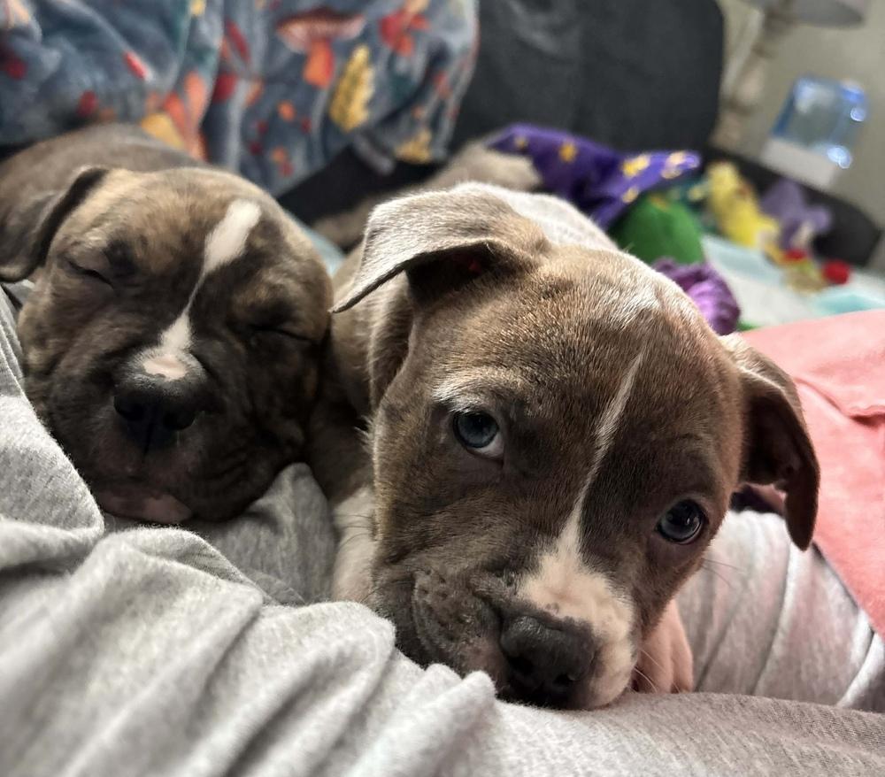 Enlarge Cask , a ADOPTABLE mixed breed in China Township, MI image 3/6