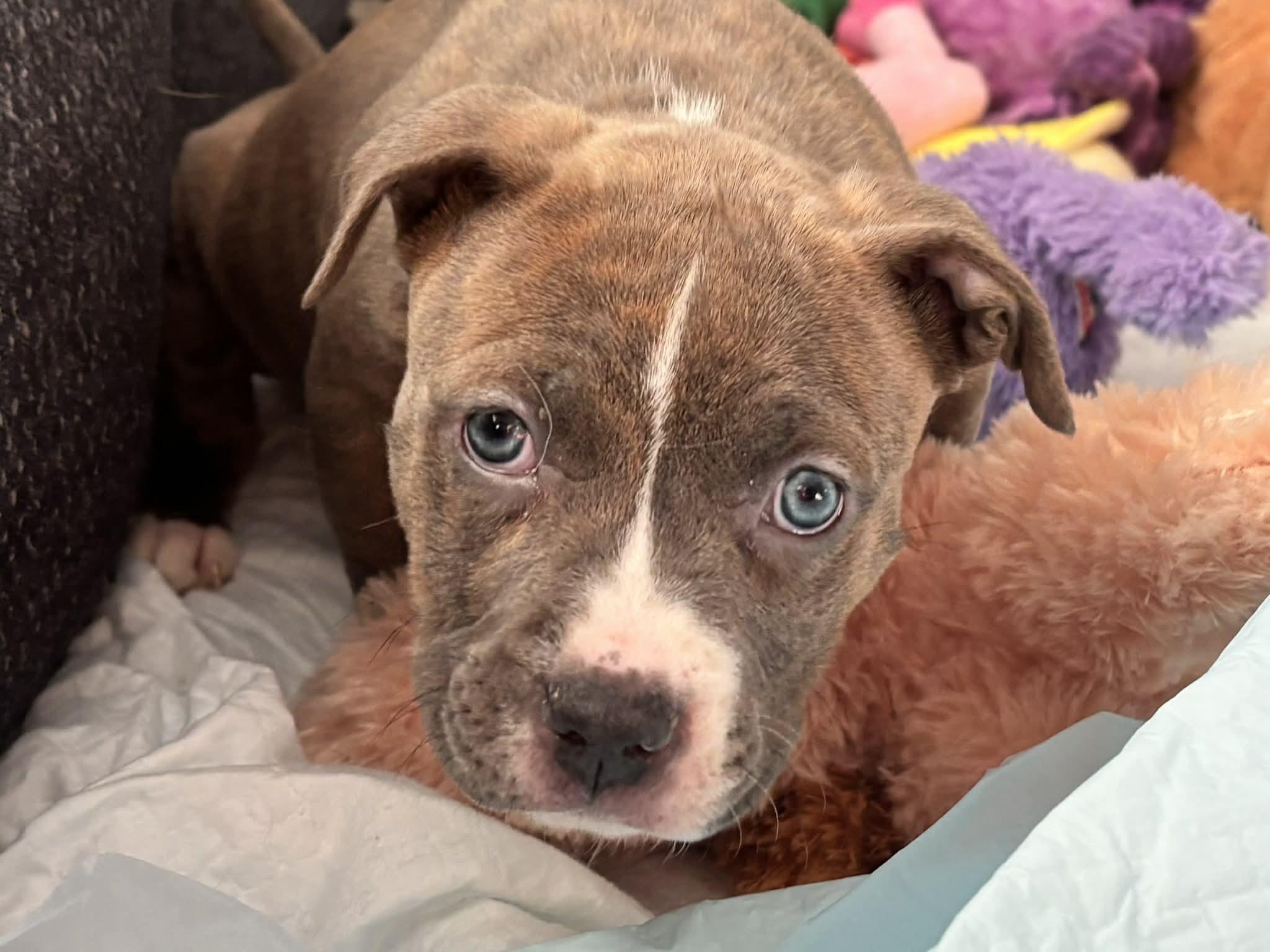 Enlarge Cask , a ADOPTABLE mixed breed in China Township, MI image 6/6
