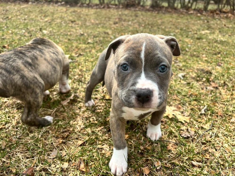 Enlarge Cask , a ADOPTABLE mixed breed in China Township, MI image 5/6