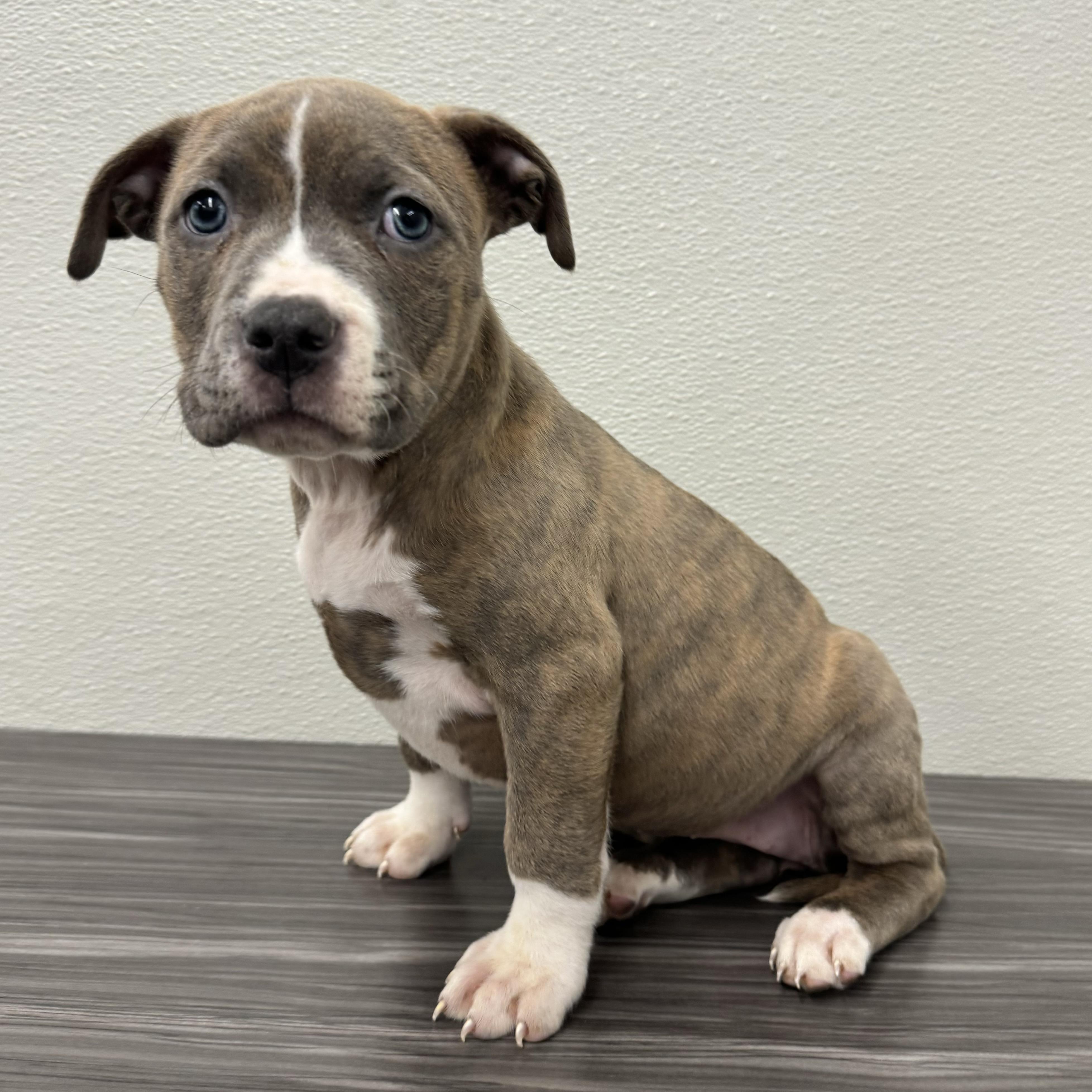 Enlarge Cask , a ADOPTABLE mixed breed in China Township, MI image 1/6