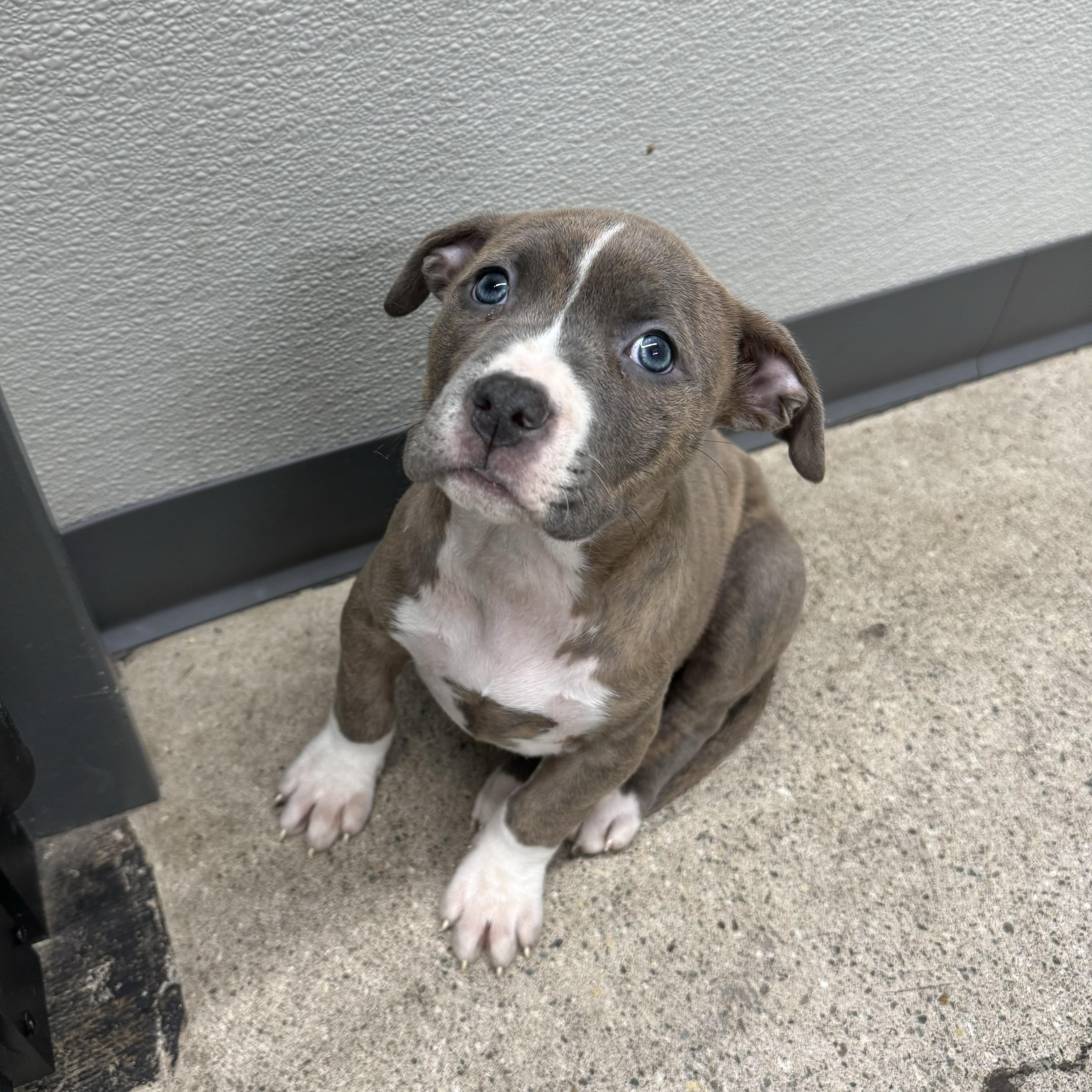 Enlarge Cask , a ADOPTABLE mixed breed in China Township, MI image 2/6