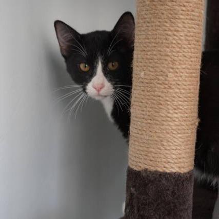 Elvis, Adoptable, Young Male Domestic Short Hair.