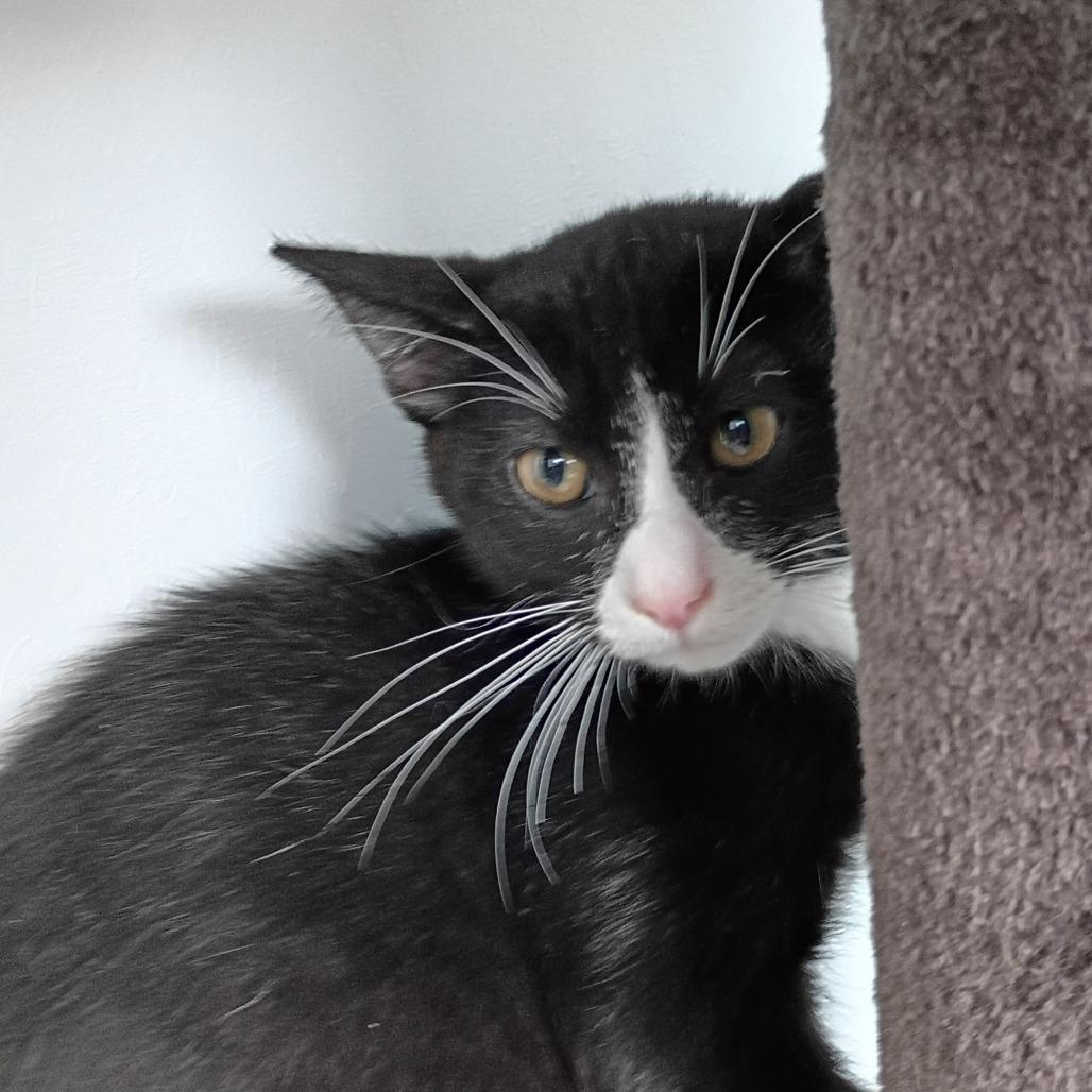 Elvis, a Adoptable Domestic Short Hair in Show Low, AZ image 2/3