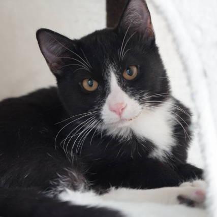 Elvis, a Adoptable Domestic Short Hair in Show Low, AZ image 3/3