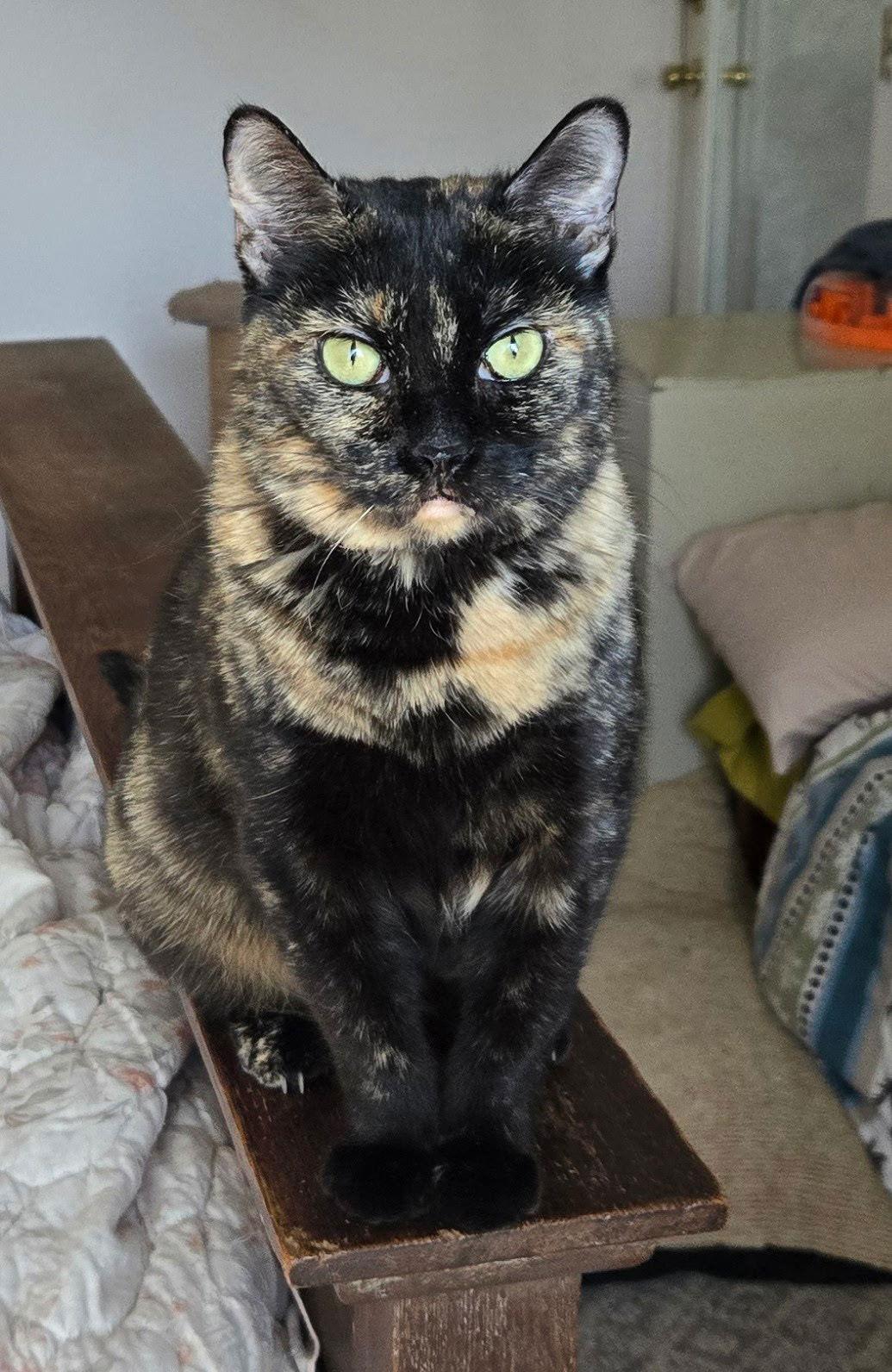 Honey, Adoptable, Adult Female Domestic Short Hair.