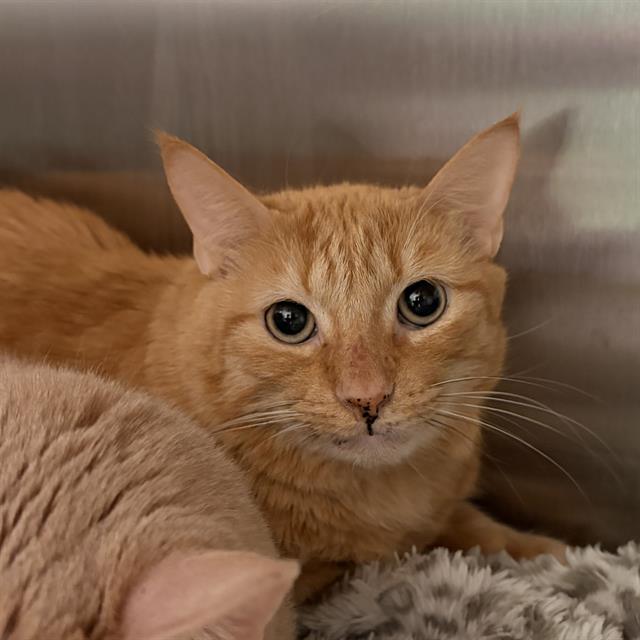GARFIELD, Adoptable, Adult Male Domestic Short Hair.