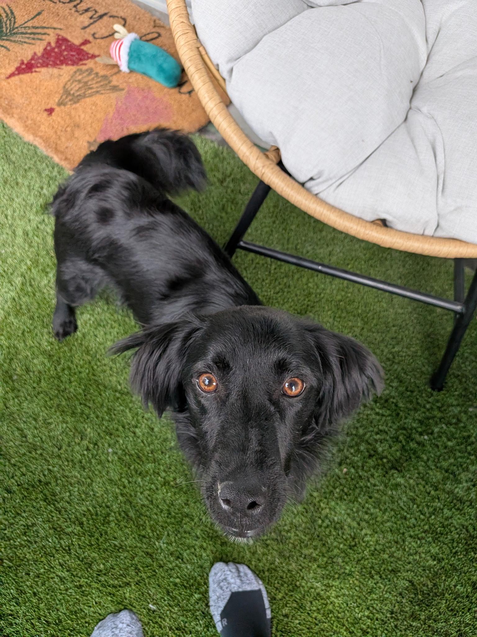 Archie, a ADOPTABLE mixed breed in Oshawa, ON image 1/5