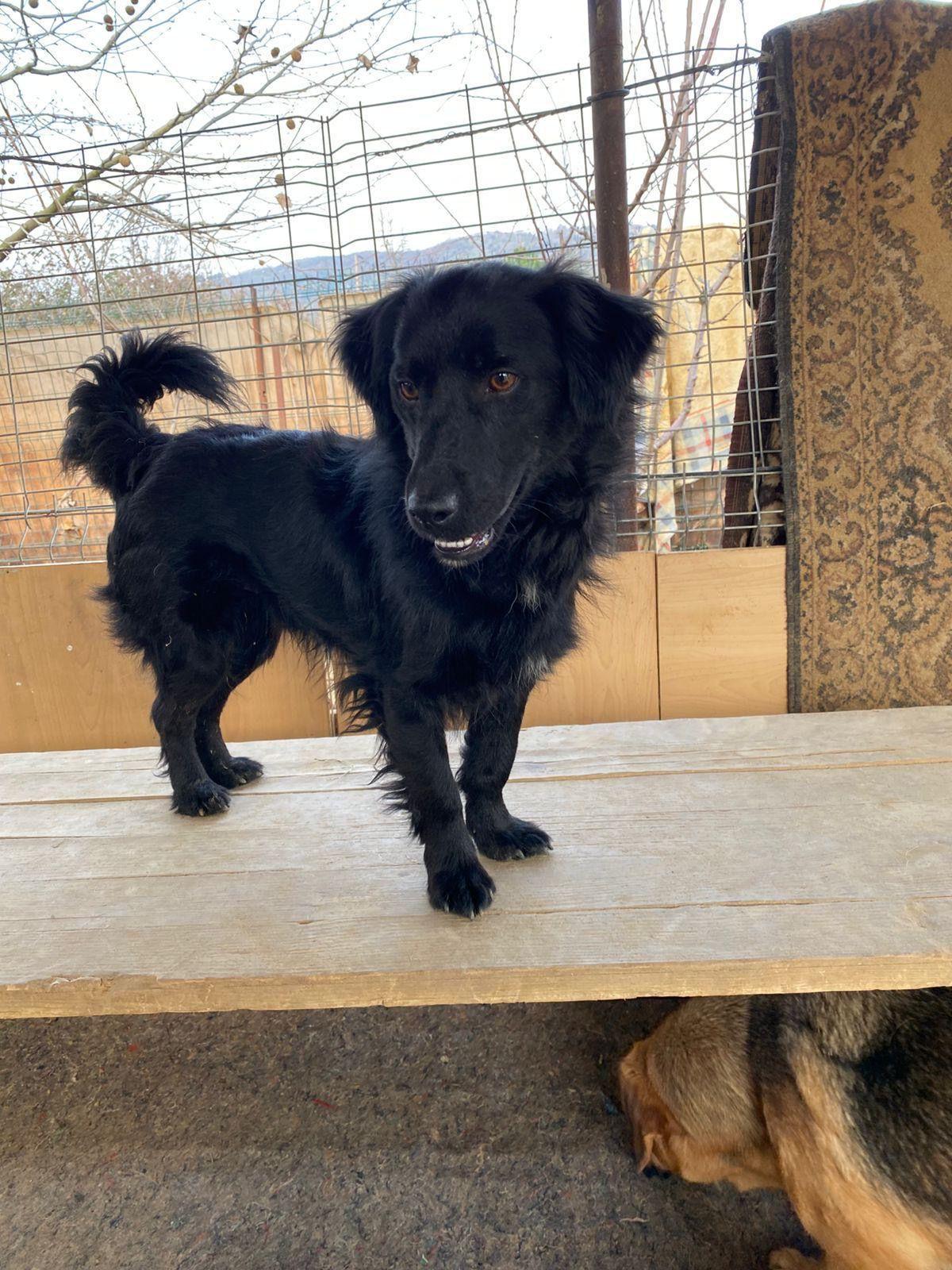 Archie, a ADOPTABLE mixed breed in Oshawa, ON image 3/5