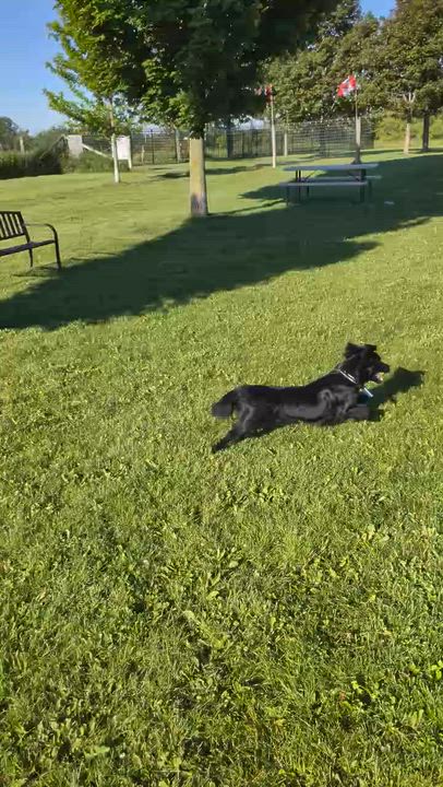 Enlarge Archie, a ADOPTABLE mixed breed in Oshawa, ON video 5/5