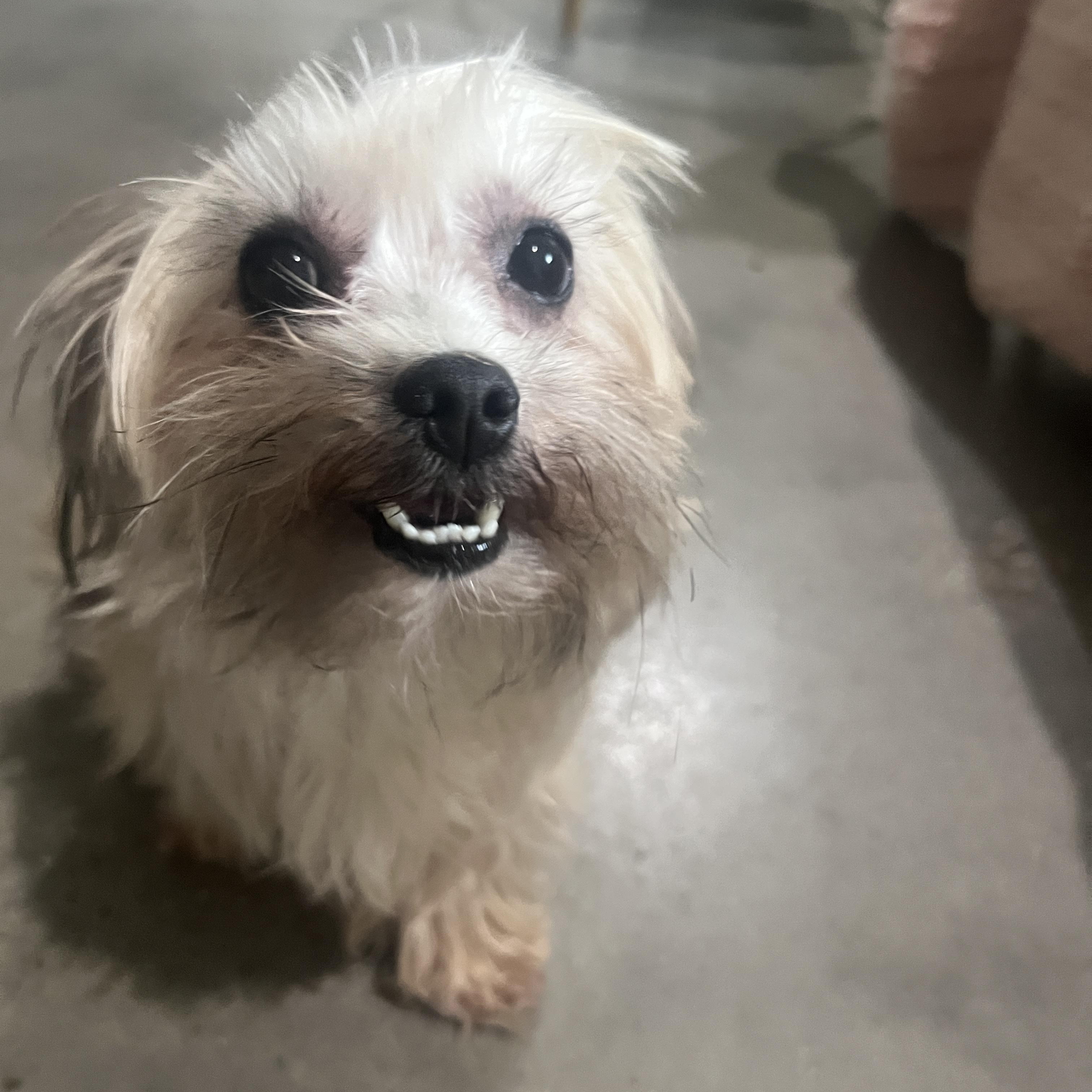 Noodles, an adopted mixed breed in Baker, LA image 5/5