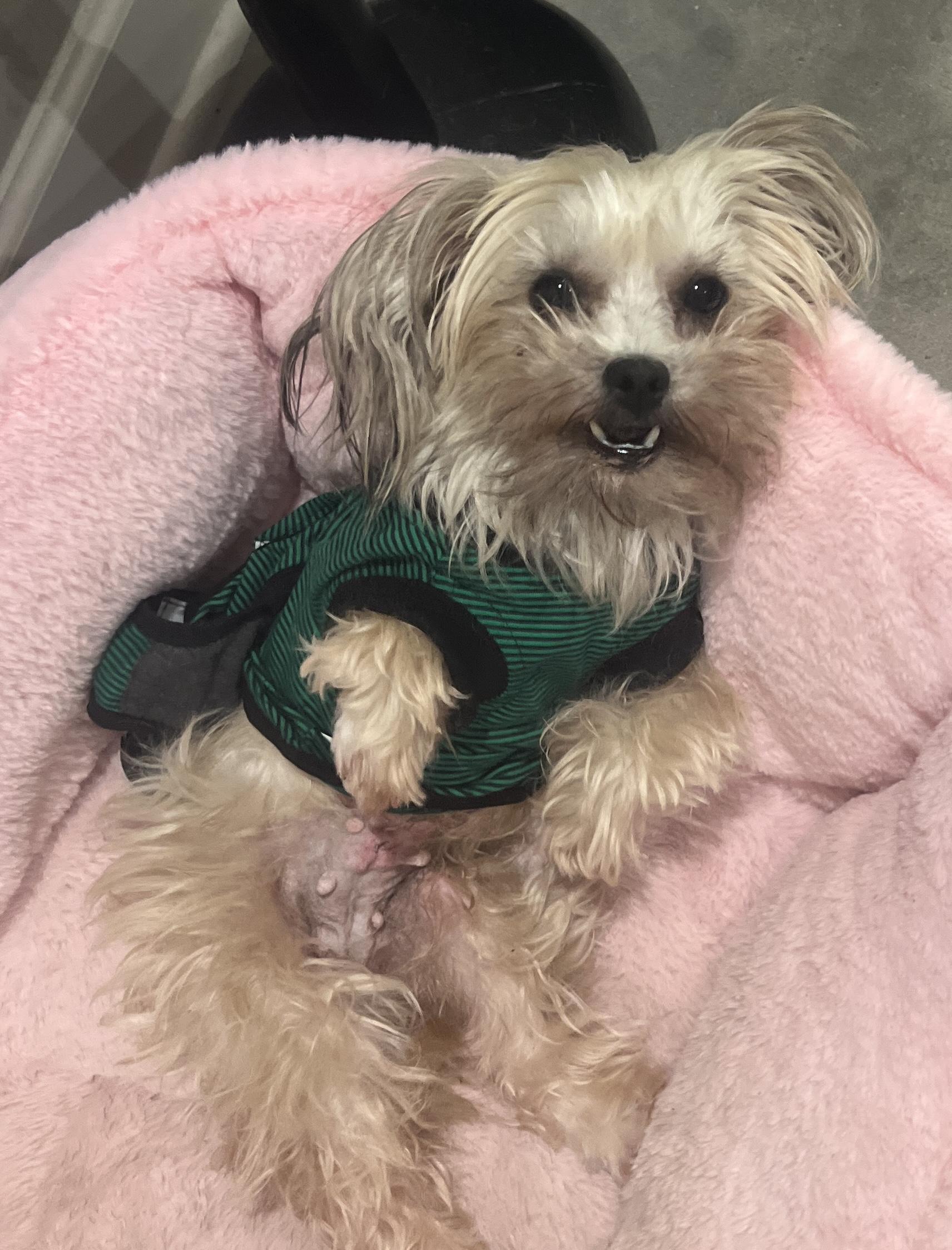 Noodles, adopted, Adult Female Maltese.