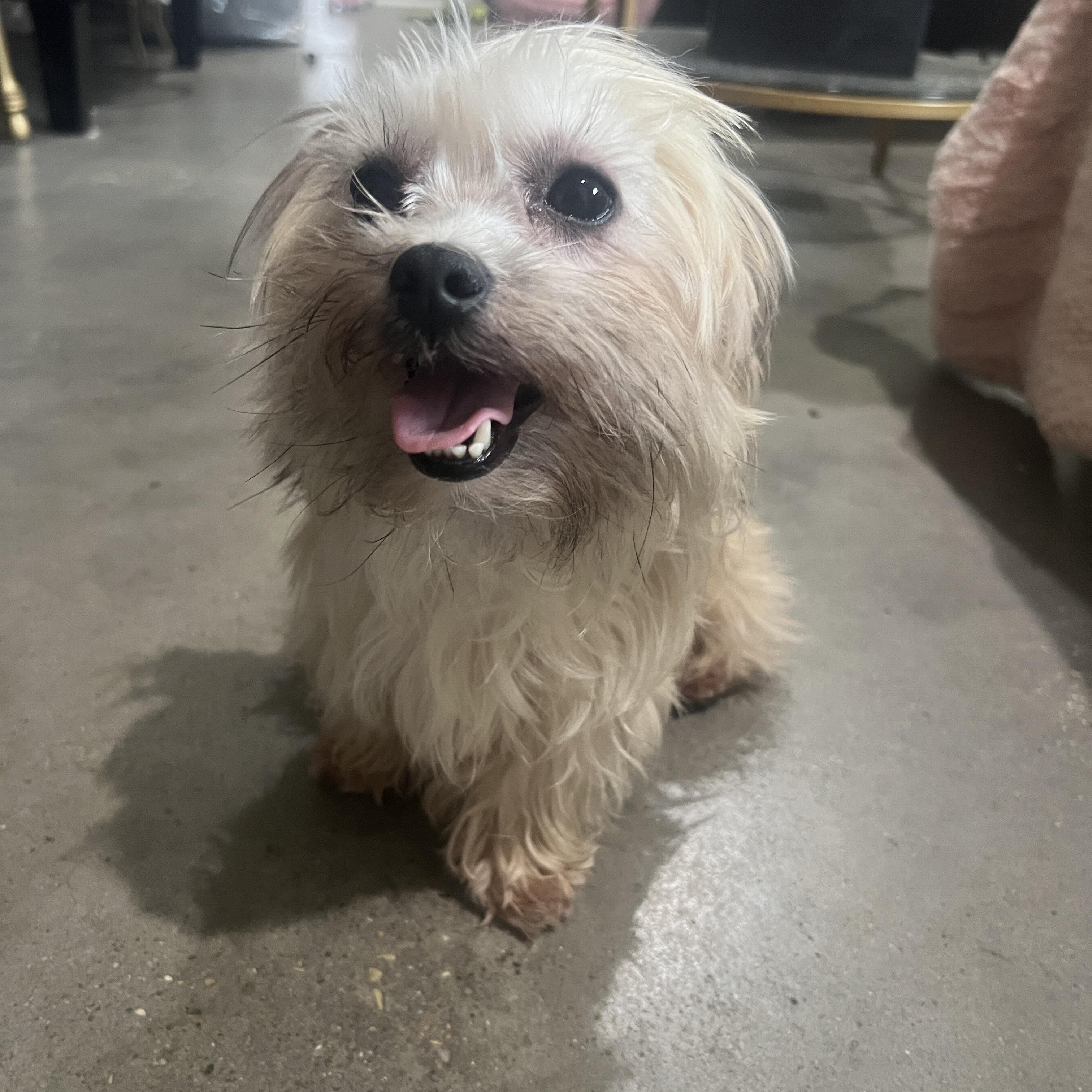 Noodles, an adopted mixed breed in Baker, LA image 4/5