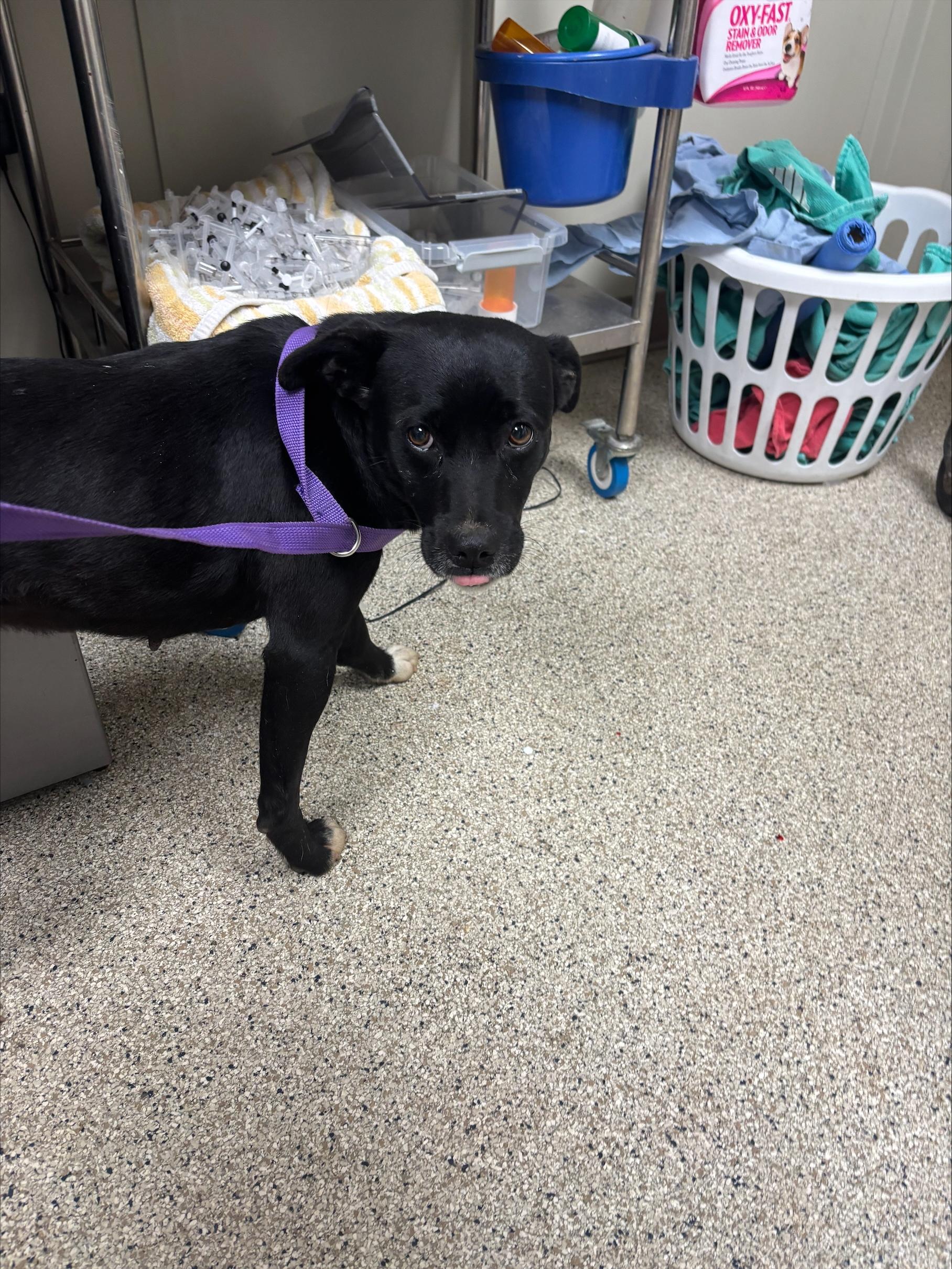 Maxi, ADOPTABLE, Adult Female Black Labrador Retriever.