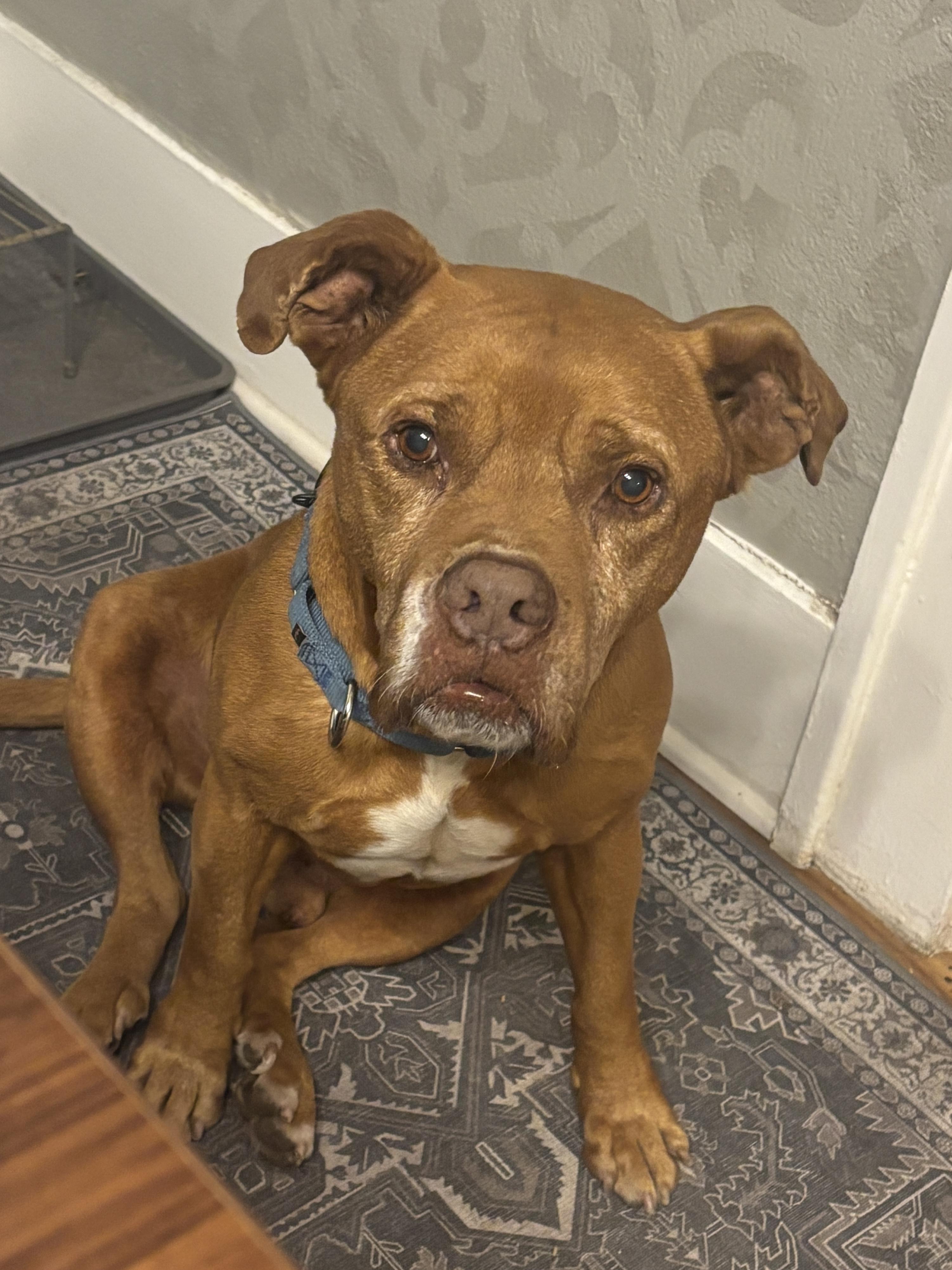 Jay, a Adoptable mixed breed in Champlain, NY image 2/6