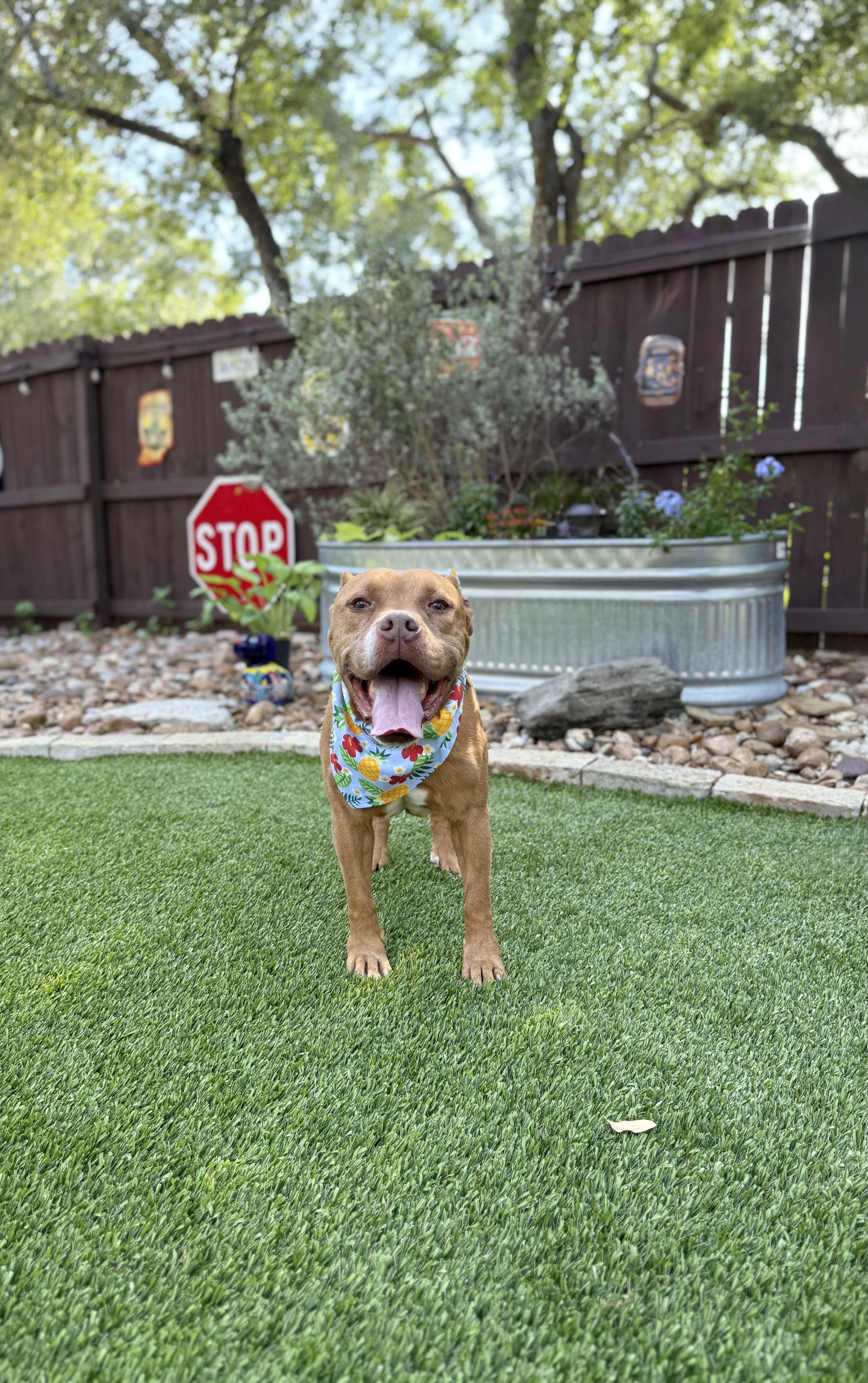 Jay, a Adoptable mixed breed in Champlain, NY image 5/6