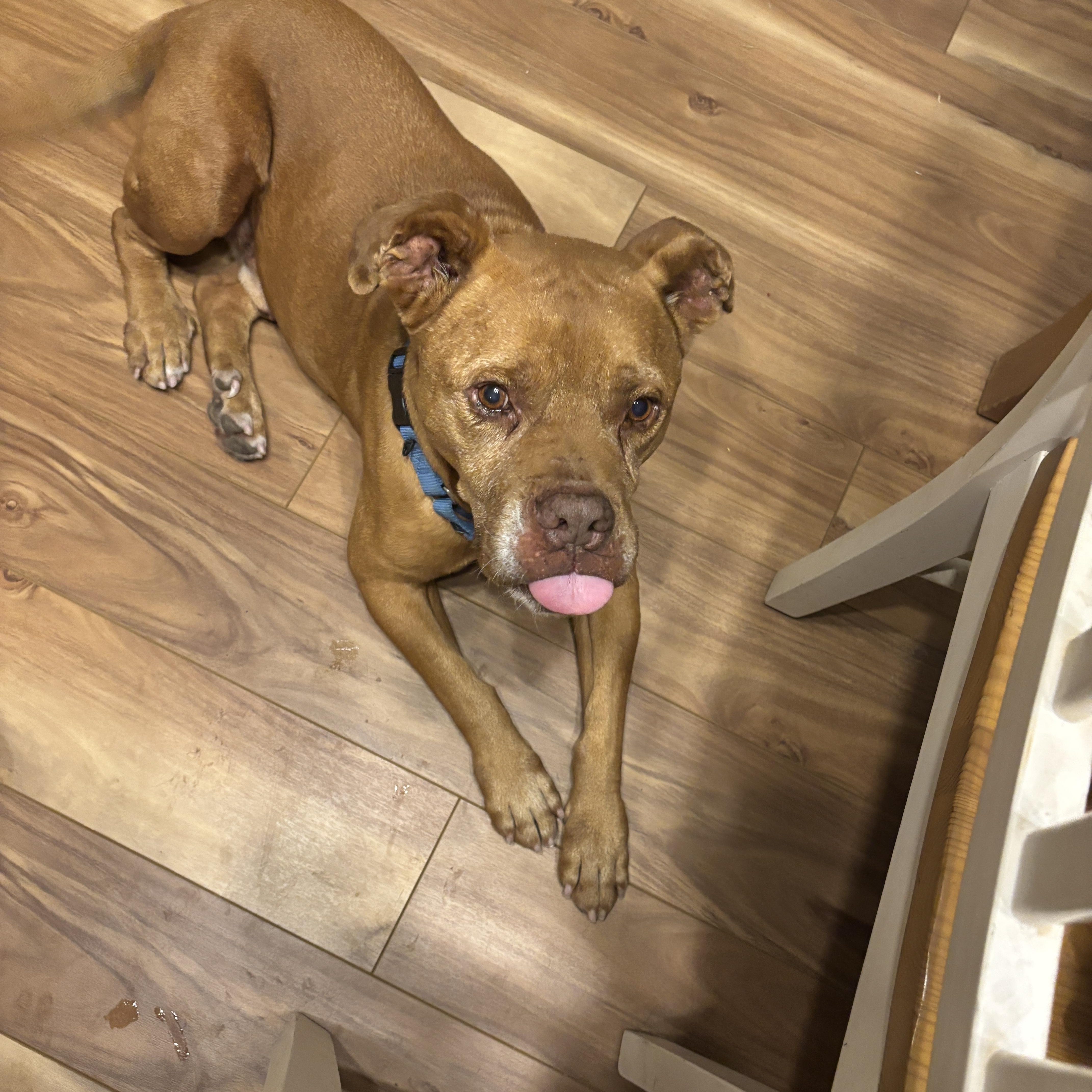 Jay, a Adoptable mixed breed in Champlain, NY image 3/6