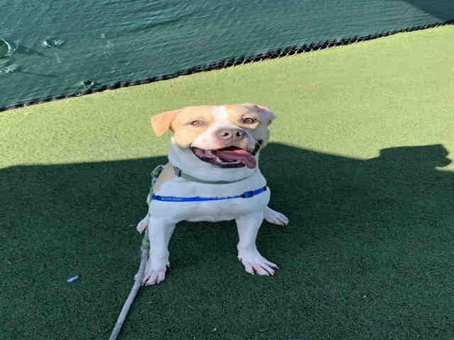 PANIFLO, Adoptable, Adult Male Pit Bull Terrier & Mixed Breed.