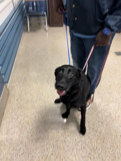 Enlarge LALA, a Adoptable German Shepherd Dog in Miami, FL image 1/2