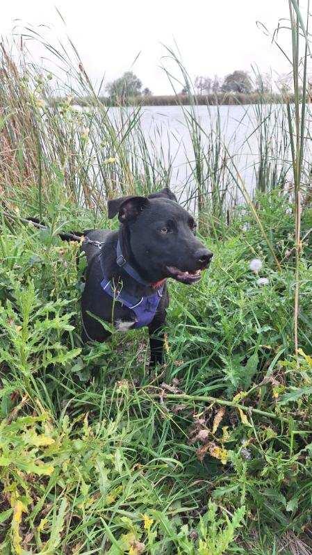 Bruce, Adoptable, Young Male Labrador Retriever.