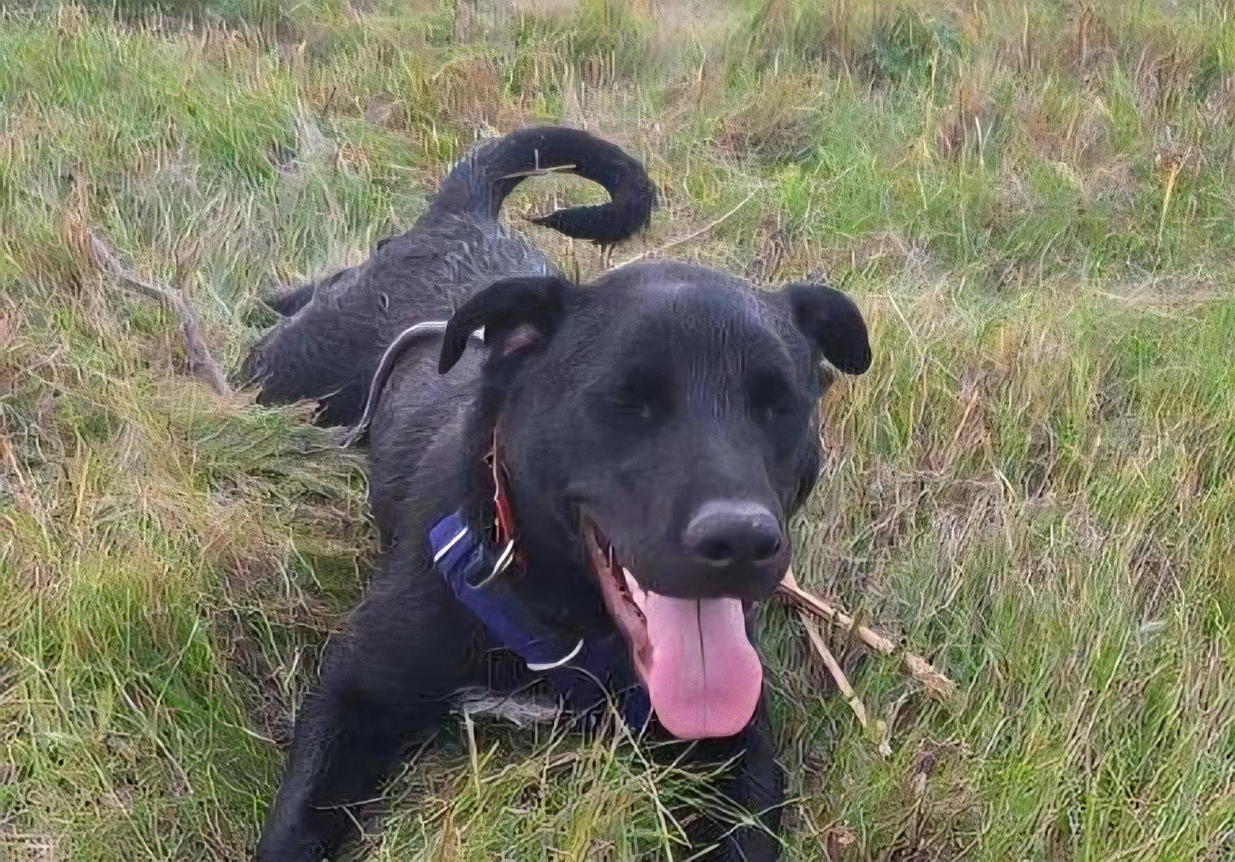 Bruce, Adoptable, Young Male Labrador Retriever.