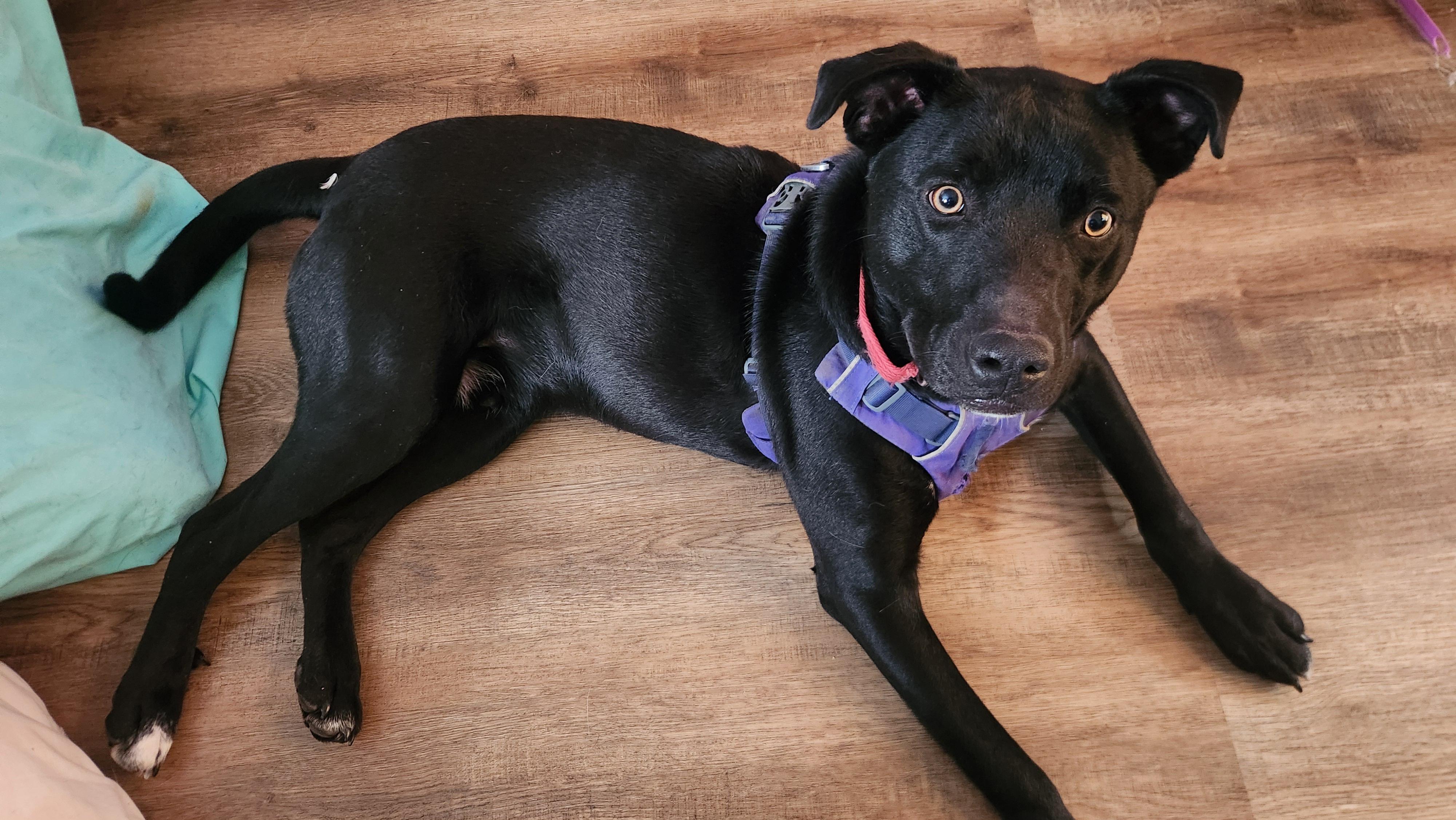 Enlarge Bruce, a Adoptable mixed breed in Crookston, MN image 5/6